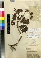 Image result for Kalanchoe lateritia