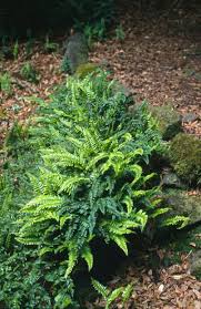 Image result for Arthropteris