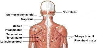 The infraspinatus muscle is one of the rotator cuff muscle. Upper Back Muscle Anatomy Upper Back Muscle Diagram Anatomy Human Body Hayward Fitness