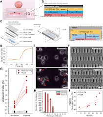 Mustard 50 formato a3 (297x420mm), 80gr. Microfluidic Assessment Of Red Blood Cell Mediated Microvascular Occlusion Lab On A Chip Rsc Publishing