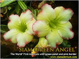 The Power Of Adenium Single Petal As Mother