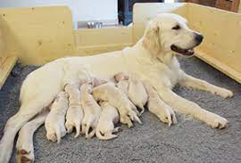 Their intelligence and attentiveness make them excellent therapy and guide. Golden Retriever Zucht Vom Honigtal