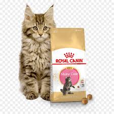 Check spelling or type a new query. Makanan Kucing Maine Coon Kucing Gambar Png