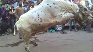 Dangerous cow qurbani 2018 vs professional q. Most Beautiful Cow Qurbani 2018 Dangerous Bull Qurbani 2018 Qurbani Youtube