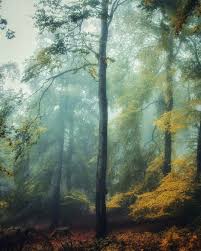 Misty Woods Nature Pictures Landscape Nature Inspiration