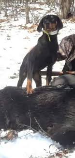 Maybe you would like to learn more about one of these? For Sale Dog Only For Wild Montenegrin Mountain Hound Facebook