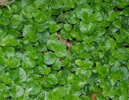 Satureja Douglasii Yerba Buena California Native Plants Evergreens For Shade Ground Cover