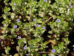 Image result for Bacopa