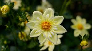 We have an extensive collection of amazing background images carefully chosen by our. Dahlia Yellow Flowers High Quality Flower Wallpaper For Desktop Computers Hd Wallpapers For 4k Ultra Hd Tv 3840x2400 Wallpapers13 Com