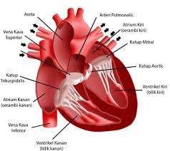 Check spelling or type a new query. Soal Essay Dan Jawaban Tentang Sistem Kardiovaskuler Penggambar