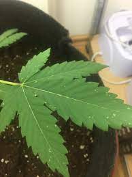 I also noticed small rust spots on my leaves. Small White Spots Grow Question By Drjoint Growdiaries