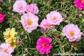 Image result for Portulaca