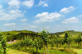 Austria Vineyards Vine Street South Styria Travel Spot In 2020 Travel Spot Tourist Spots Styria
