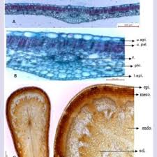 Initiate branch boom and smaller leaves in delonix regia #gulmohar #गुलमोहर #bonsaiinmaking bonsai tips & hacks #gcghey plant lover, how you doing?? Photographs Of A Delonix Regia Tree X 1 200 B Leaf X 1 2 Download Scientific Diagram