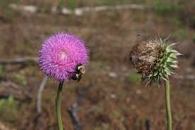 Image result for Carduus