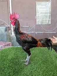 Pada tubuh ayam terdapat berbagai ciri yang berbeda, mulai dari kepada hingga kaki ayam. Ratusan Penggemar Ayam Aduan Bakal Ikuti Kontes Tinju Ayam Di Bantul