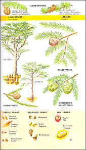 Usually a small tree, often rather scraggly. Trees Of North America Guide To Field Identification St Martin S Press 9781582380926