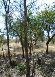 Image result for Schrebera trichoclada