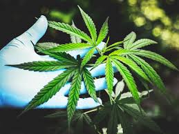 What S The Average Grow Period For Cannabis Arch Advanced Pain Management