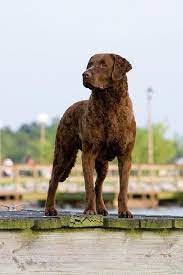 The Chessie And Chicken People Chesapeake Bay Retriever Puppy Chesapeake Bay Retriever Chesapeake Retriever
