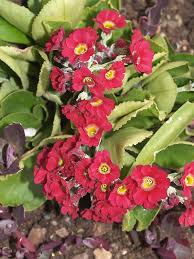 Image result for Primula x pubescens