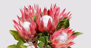 Image result for Protea enervis