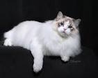 Ragdoll Cat Breeders | Finding a Ragdoll Cat Breeder Near You