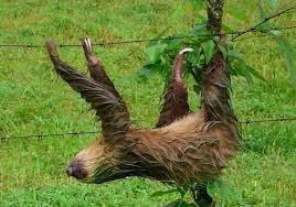Wet Sloth By James Parker Wet Sloth Sloth Sloth Photos