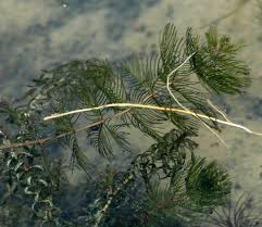 Image result for Myriophyllum spicatum