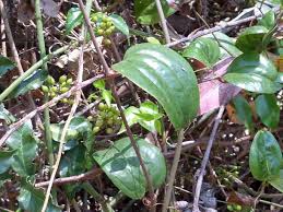 Image result for Smilax anceps