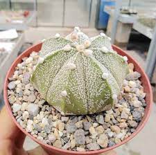 98,175 likes · 53 talking about this. Astrophytum Hybr Coas Uhlig Kakteen More Than 5 000 Different Species