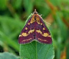 Image result for Pyrausta purpuralis
