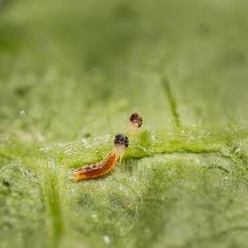 Image result for Micrargeriella