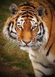 Amur Tiger By Alan Hinchliffe 500px Amur Tiger Tiger Animals Beautiful