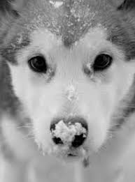 Black And White Husky Puppy With Black Eyes Black Eyed Husky Cute Animals Beautiful Dogs Animals