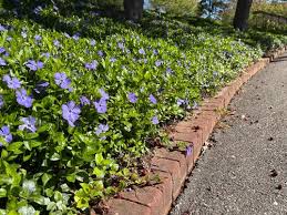Image result for Vinca minor