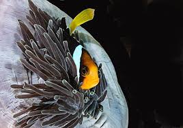 Jippi Friday This Clownfish Come From Maldives Diving With Emperordivers Again Emperordivers Emperordiverslaamu Emperordivers Clown Fish Maldives Diving
