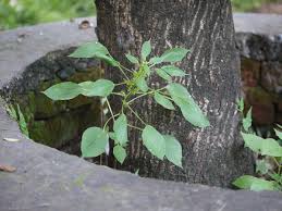 Image result for Acalypha ciliata
