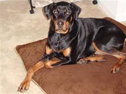 It is a must that you should train them from the beginning and socialize them enough with other humans and pets. Doberman Rottweiler Mix For Sale Off 69 Www Usushimd Com