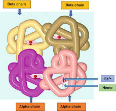 provided by refseq, jul 2008 orthologs all new try the new gene table Variants Of Sickle Cell Anemia Oncohema Key