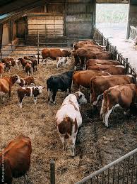 Cows In A Large Pen Barn By Photographer Christian B Cattle Feeding Barn Cattle Barn Beef Cattle