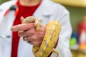 April sees avian & exotic patients every day and is available after 10:00 am and until 5:00 pm monday through friday at the avian & exotic clinic of palm city. Avian And Exotic Animal Care Raleigh