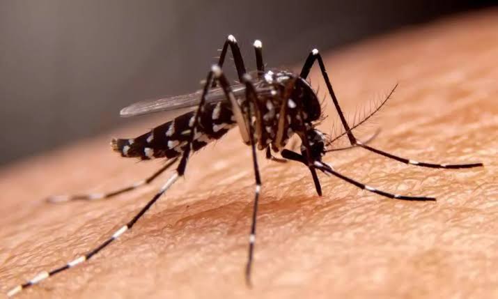 Bengal government launches fresh anti-dengue drive as cases rise