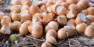 Think back to a moment when you sprinkled them around your plants. How To Use Egg Shells To Power Your Vegetable Plants Flowers