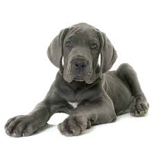 Our choices for the best dog food for great danes. Best Dog Food For Great Danes And Puppies In 2021 Goodpuppyfood