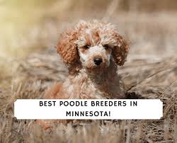 Welcome to antonia's goldendoodle babies llc. 5 Best Poodle Breeders In Minnesota 2021 We Love Doodles