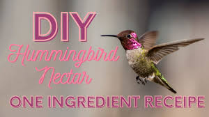 Store in the fridge to keep until you need it. How To Make Hummingbird Nectar Diy Don T Buy Crafty Little Gnome