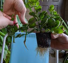 1 Month Kalanchoe Propagation Progress Using 3 Methods Soil Prop Water Prop Fogponic Prop I Think The Winner Is Clear Proplifting