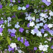 Image result for Brunfelsia australis