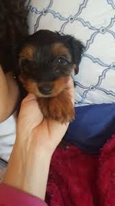The beagle is excellent with children and generally good with other dogs. Yorkshire Terrier Puppy For Sale In Rochester Mn Adn 34877 On Puppyfinder Com Gender Femal Yorkie Puppy For Sale Yorkshire Terrier Yorkshire Terrier Puppies